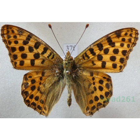Issoria lathonia (Linnaeus, 1758) male Dostojka latonia China67f